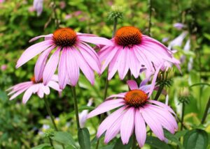 echinacea