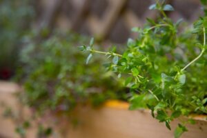 thyme for a cough