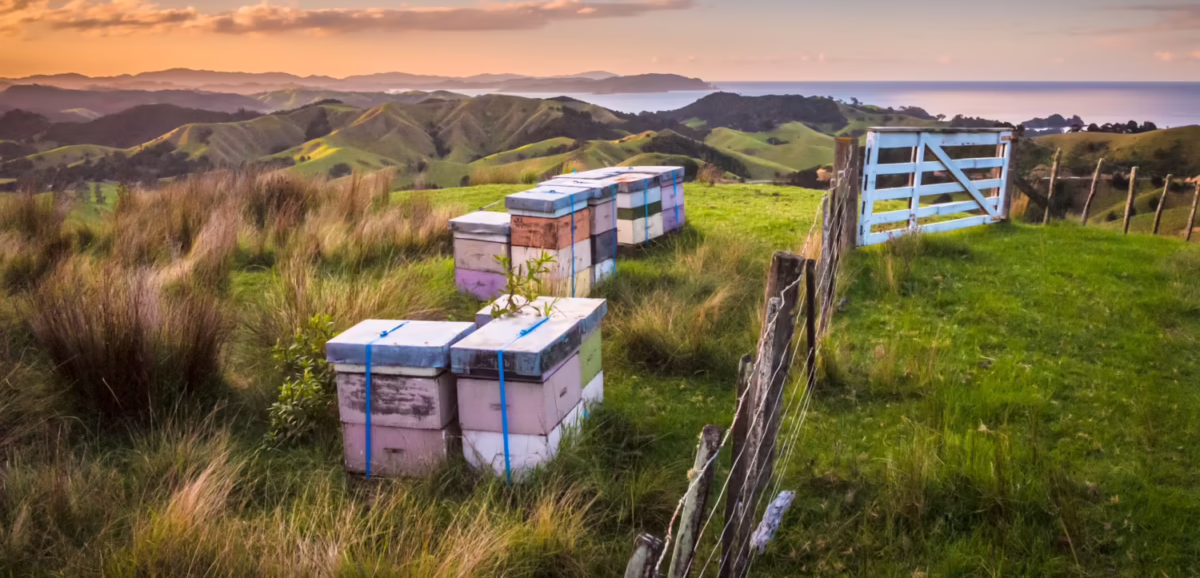 Propolis 40 by Goodhealth