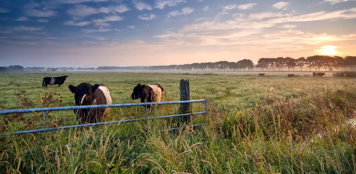  Colostrum Chews – Vanilla by Goodhealth