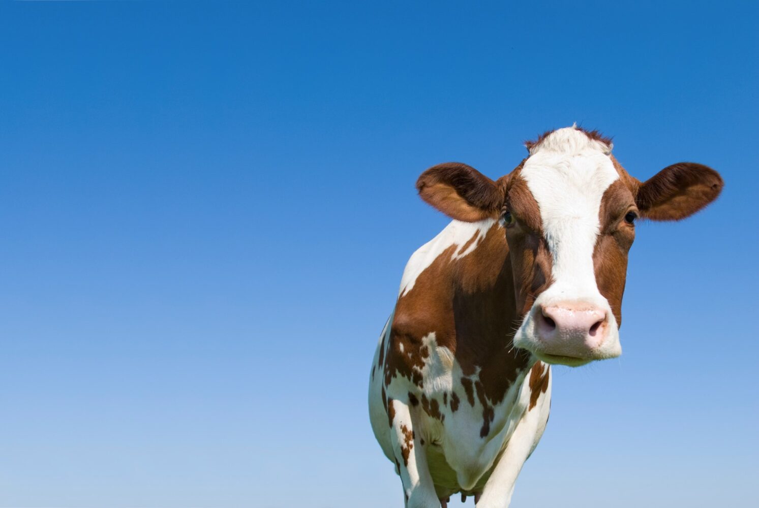 Bovine Colostrum: Nature’s First Superfood – Not Just for Babies!